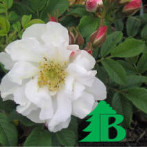 Роза "Дрифт Вайте" (Rosa Dwarf White)