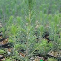 Ель колючая "Глаука Мисти Блю" (Picea pungens 'Glauca' Misty Blue)