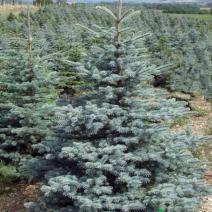 Ель колючая голубая "Кэйбаб" (Picea pungens Glauca Kaibab)