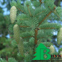 Ель корейская (Picea korainsis)