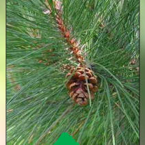 Сосна красная/смолистая (Pinus resinosa)