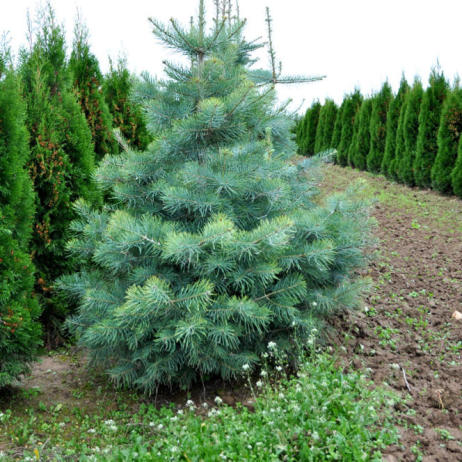 Abies concolor