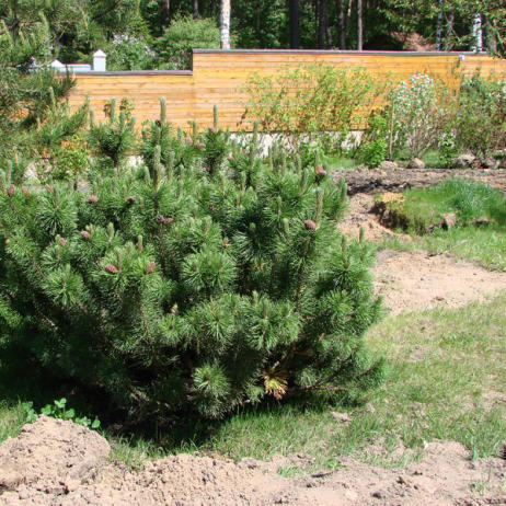 Сосна горная (Pinus mugo)