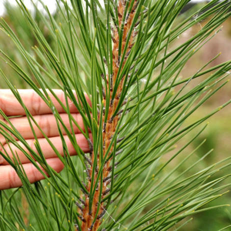 Pinus nigra