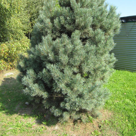 Сосна обыкновенная Ватерери (Pinus sylvestris Watereri)