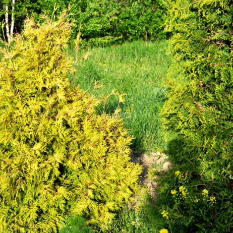 Thuja occidentalis Yellow Ribbon