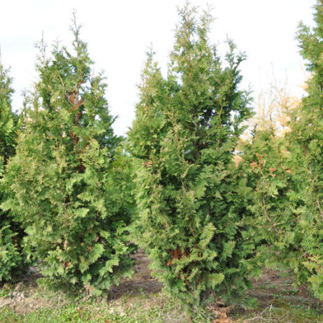 Thuja occidentalis Spiralis