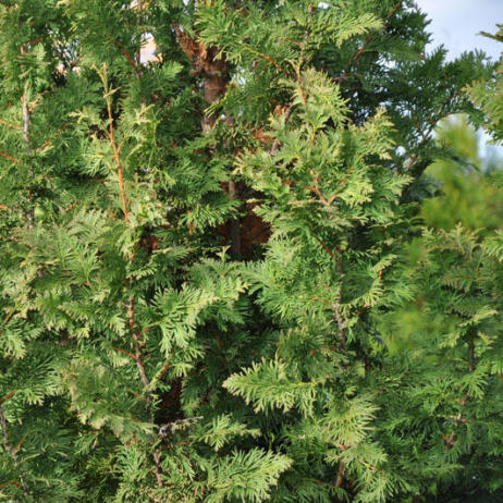 Thuja occidentalis Spiralis