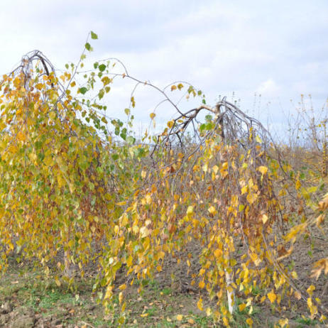 Betula pendula Youngii