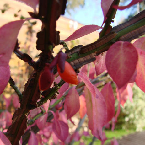 Euonymus alatus