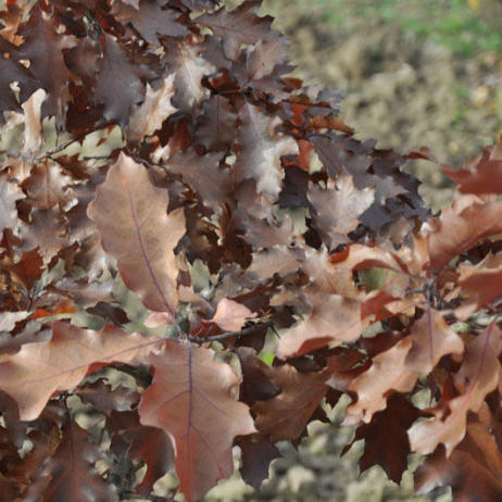 Quercus rubra