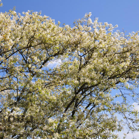 Amelanchier lamarckii