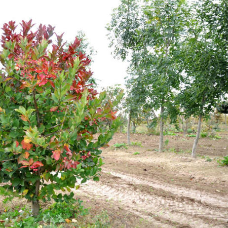 Euonymus europaeus