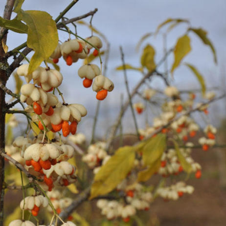 Euonymus europaeus Albus