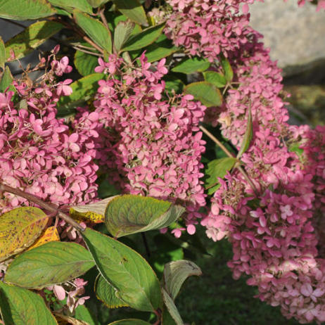 Hydrangea paniculata Grandiflora