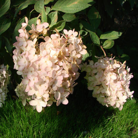 Hydrangea paniculata Grandiflora