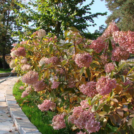 Hydrangea paniculata Grandiflora