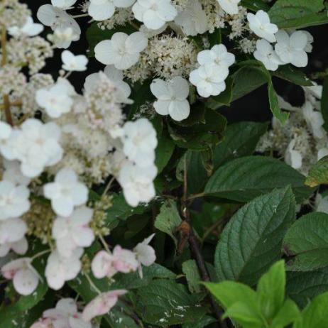 Hydrangea paniculata Pink Diamont