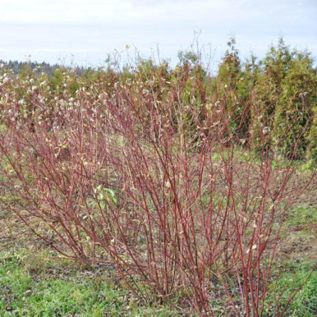 Cornus alba Elegantissima