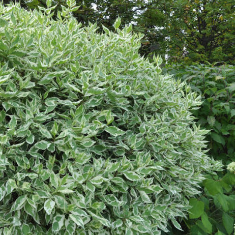 Дерен белый Элегантиссимо (Cornus alba Elegantissima)