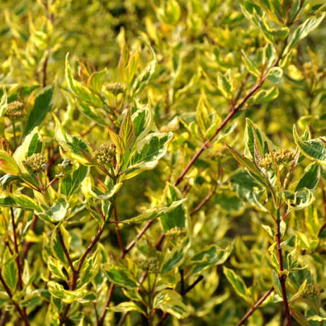 Cornus alba Spaethii