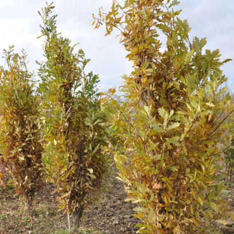 Quercus robur Fastigiata Koster