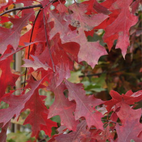 Дуб болотный Осенняя окраска