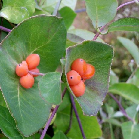 Жимолость каприфоль (Lonicera caprifolium)