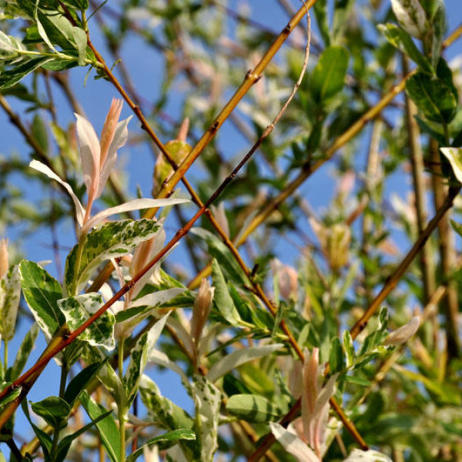 Salix integra Hakuro-Nishiki