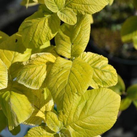 Viburnum lantana Aureum