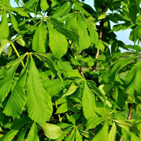 Aesculus hippocastanum