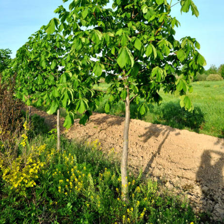 Aesculus hippocastanum