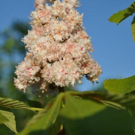 Aesculus hippocastanum Baumannii