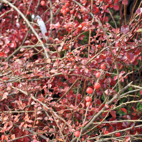 Cotoneaster horizontalis