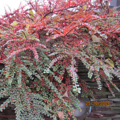 Cotoneaster horizontalis