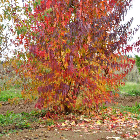 Acer tataricum ginnala