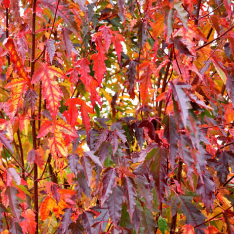 Acer tataricum ginnala