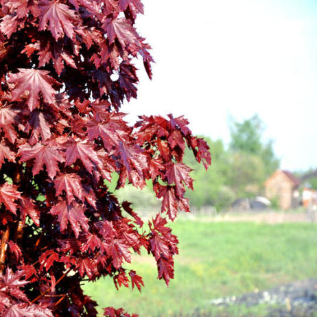 Acer platanoides Crimson Sentry