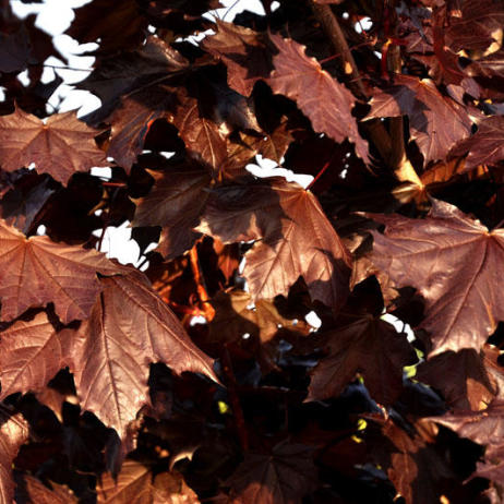 Acer platanoides Royal Red