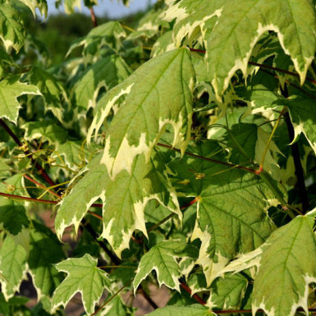 Acer platanoides Drummondii