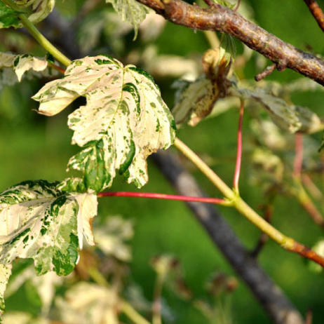 Acer pseudoplatanus Leopoldii