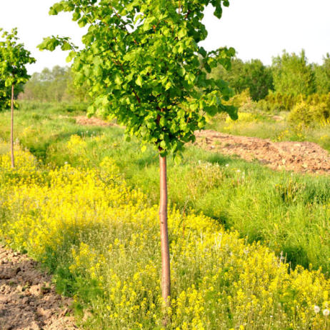 Tilia cordata (Липа мелколистная)