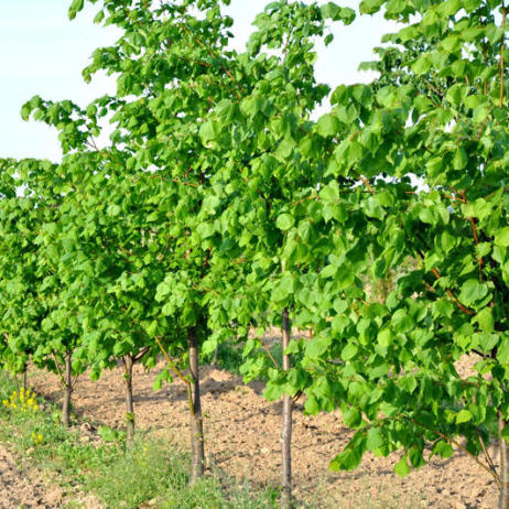 Tilia cordata (Липа мелколистная)