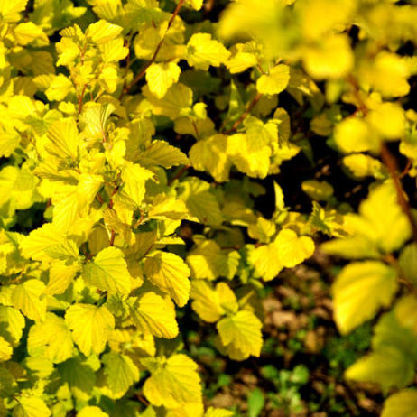 Physocarpus opulifolius Luteus