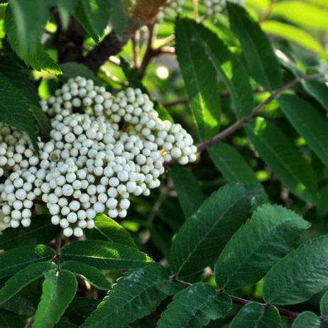 Sorbus aucuparia Fastigiata