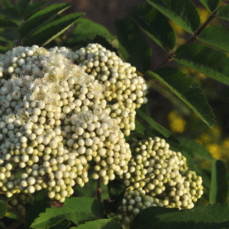 Sorbus aucuparia Fastigiata