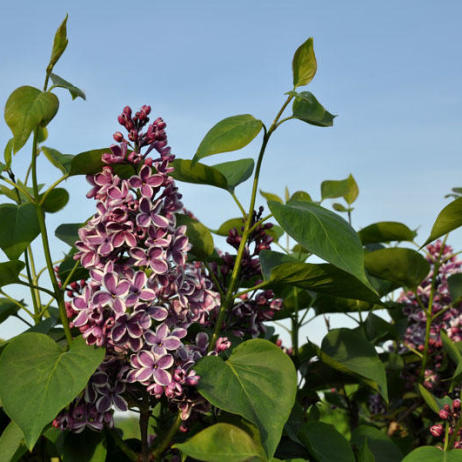 Syringa vulgaris Sensation