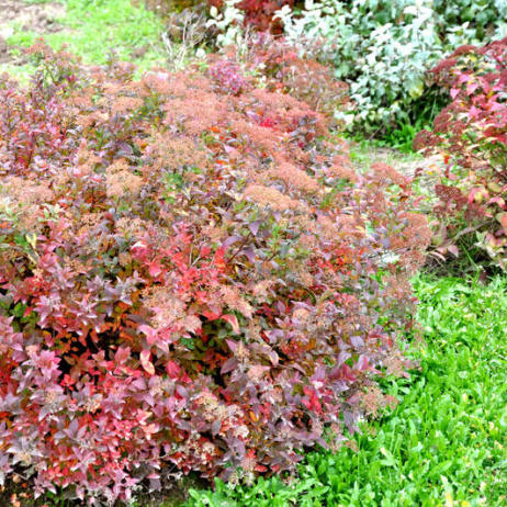 Spiraea japonica Little Princess