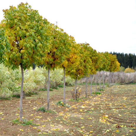 Fraxinus excelsior Nana