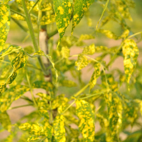 Fraxinus pennsylvanica Aucubifolia